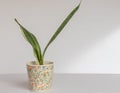 Sanseviera Bantel\'s Sensation white variegated snake plant in a decorative pot on white background