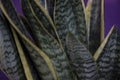 Sanseviera leaves on purple bacjground