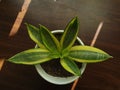 sanseviera plant, white pot, brown soil and sunlight