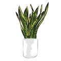 sanseviera or senseviera snake plants lidah mertua vector hand drawing green color sketch illustration Royalty Free Stock Photo