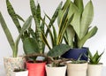 Sanseviera snake plants collection planted in a beautiful pots Royalty Free Stock Photo