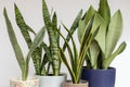 Sanseviera snake plants set indoor plants collection on a white isolated background