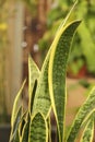 Sanseviera Trifasciata plant in the garden