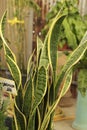 Sanseviera Trifasciata plant in the garden Royalty Free Stock Photo