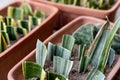 Sanseviera white snake plant bantels sensation propagation in pots