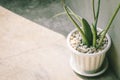 Sansevieria Boncel home green plant decoration with sun light minimal loft style Royalty Free Stock Photo