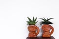 Sansevieria boncellensis and Haworthia limifolia Marloth in old brown pot on table and white wall with space background , air