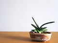 Sansevieria boncellensis plant cactus succulent hobby lifestyle art gardening tree houseplant home leisure selective focus