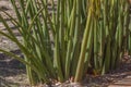 Sansevieria cylindrica. Australian plant. Royalty Free Stock Photo