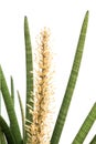 Sansevieria cylindrica Bojer. Royalty Free Stock Photo