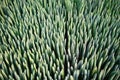 Sansevieria Cylindrica Boncel for sale at Chatuchak weekend market.Sansevieria cylindrica is a very robust and strong plant good Royalty Free Stock Photo