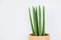 Sansevieria Cylindrica in clay pot on white background. Royalty Free Stock Photo