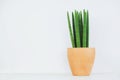 Sansevieria Cylindrica in clay pot on white background. Royalty Free Stock Photo