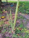 Sansevieria cylindrica in a garden. It is a plant of the Asparagaceae family belonging to the genus Sansevieria. Royalty Free Stock Photo