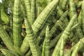 Sansevieria Cylindrica plant in the garden Royalty Free Stock Photo