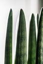 Sansevieria cylindrical close-up with light. Abstract natural background. Royalty Free Stock Photo