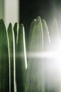 Sansevieria cylindrical close-up with light. Abstract natural background. Royalty Free Stock Photo