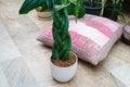 Sansevieria is cylindrical in the shape of a pigtail. Life style.