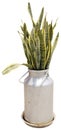 Sansevieria. Decorative green house plant in the metal pot.