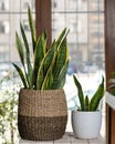 Sansevieria, Dracaena trifasciata in the plant pot Royalty Free Stock Photo