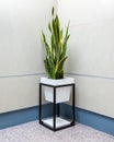 Sansevieria, Dracaena trifasciata, snake plant