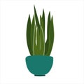 Sansevieria flowering plant. Colorful vector illustration