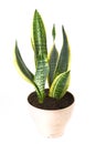 Sansevieria Futura Superba