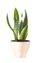 Sansevieria Futura Superba