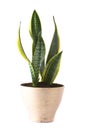 Sansevieria Futura Superba