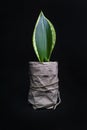 Sansevieria is the genus Dracaena - Indoor plant Royalty Free Stock Photo
