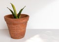 Sansevieria golden dust snake plant in a clay pot on isolated white background Royalty Free Stock Photo