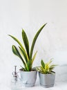 Sansevieria Golden Flame and small Golden Hahnii, Snake Plant in grey plastic pots and glass sprayer on light marble background. Royalty Free Stock Photo