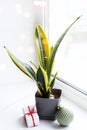 Sansevieria Golden flame, snake with Christmas light, green ball and gift. Decoration. Home flower on the windowsill. Christmas