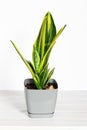 Sansevieria Golden Flame, Snake Plant in grey plastic pot on wooden table on white background. Succulent, house plant. Selective