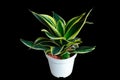 Sansevieria Golden Hahnii (Sansevieria trifasciata) in white pots isolated on black background with clipping path