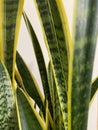 Sansevieria Golden Hahnii, Snake Plant close up on white background.. Succulent, house plant. Selective Focus. Houseplant,