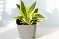 Sansevieria Golden Hahnii, Snake Plant in grey plastic pot on wooden table on light background in sunlight. Succulent, house plant