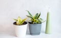 Sansevieria Golden Hahnii, Snake Plant in plastic pot on marble table, next to glass watering bottle and plastic spray. Succulent