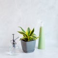 Sansevieria Golden Hahnii, Snake Plant in plastic pot on marble table, next to glass watering bottle and plastic spray. Succulent