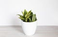 Sansevieria Golden Hahnii, Snake Plant in white plastic pot on wooden table on white background. Succulent, house plant. Selective