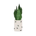 Sansevieria, green plant in pot. Snake tongue leaf growing in flowerpot. Modern houseplant. Home and office interior