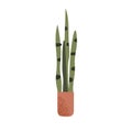 Sansevieria, green snake plant in pot. Tall devil s tongue with long upright leaf in planter. Home and office indoor