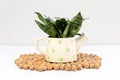 Sansevieria hahnii dwarf snake plant in decorative ceramic pot on white isolated background Royalty Free Stock Photo