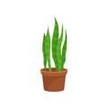 Sansevieria home decorative plant, houseplant for interior design vector Illustration on a white background