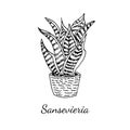 Sansevieria home plant in pot isolated on white background. Vector sketch illustration in realistic style. Accessory for house