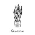 Sansevieria home plant in pot isolated on white background. Vector sketch illustration in realistic style. Accessory for house