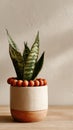 Sansevieria houseplant in modern planter with rustic decor elements Royalty Free Stock Photo