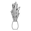 Sansevieria houseplant sketch. Indoor Snake plant vector illustration. Dracaena trifasciata doodle black and white