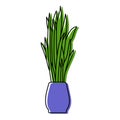 Sansevieria houseplant sketch. Indoor Snake plant vector illustration. Mother-in-lawÃ¢â¬â¢s tongue or Dracaena trifasciata doodle