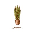 Sansevieria. Houseplants vector illustrations. Urban jungles. Plants are friends.